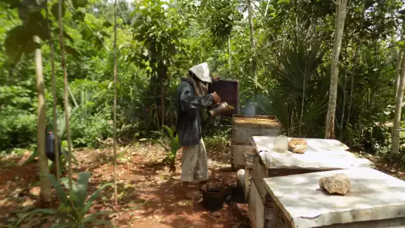 Campesinos aseguraron que los árboles como el Chukum y el Dzidzilché están secos Campesinos aseguraron que los árboles como el Chukum y el Dzidzilché están secos
