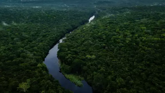 Hay una extensión superior a los 5 millones de hectáreas, 4.4 millones cubiertas por ecosistemas tropicales, incluyendo 196 mil de manglares Hay una extensión superior a los 5 millones de hectáreas, 4.4 millones cubiertas por ecosistemas tropicales, incluyendo 196 mil de manglares