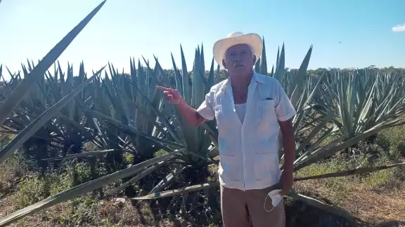 Los campesinos creen en el henequén, ya que es una materia prima de vital importancia para todos Los campesinos creen en el henequén, ya que es una materia prima de vital importancia para todos