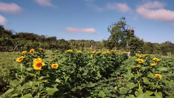Los girasoles esperan sean comercializadas en Tzucacab el 14 de febrero Los girasoles esperan sean comercializadas en Tzucacab el 14 de febrero