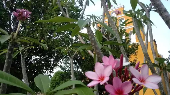 La flor de mayo, inspiración de libros, canciones, cuentos y poemas La flor de mayo, inspiración de libros, canciones, cuentos y poemas