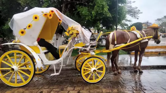 Los caballos son atenidos por veterinarios, pero no indicaron cada cuanto Los caballos son atenidos por veterinarios, pero no indicaron cada cuanto