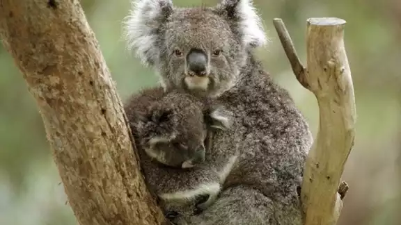 Australia clasificó el viernes oficialmente a los koalas como una especie "en peligro"