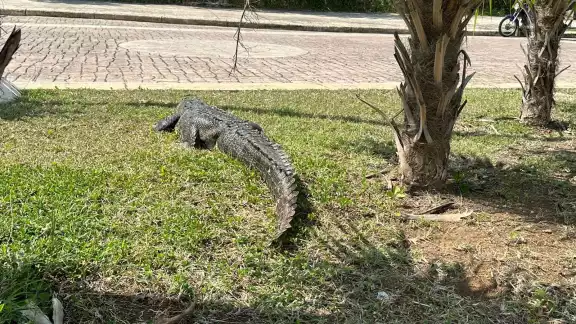 Luego de aproximadamente 30 minutos de permanecer en el lugar, el animal regresó al humedal sin ningún problema