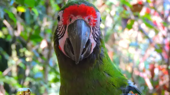 Ejemplar de guacamaya verde Ejemplar de guacamaya verde