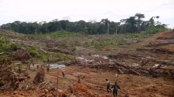 La riqueza del suelo se pierde por completo cuando se tumba la selva para construir, lo cual no es rentable por mucho tiempo La riqueza del suelo se pierde por completo cuando se tumba la selva para construir, lo cual no es rentable por mucho tiempo