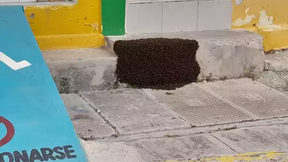 Las abejas apostadas en la entrada de la vivienda
