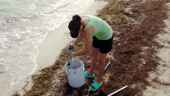 Vecinos de San Crisanto recolectaron varios peces para su consumo Vecinos de San Crisanto recolectaron varios peces para su consumo