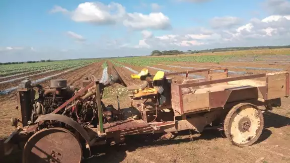 Los menonitas de Nuevo Progreso declararon que hubo muchas pérdidas debido a la baja cosecha de sandía
