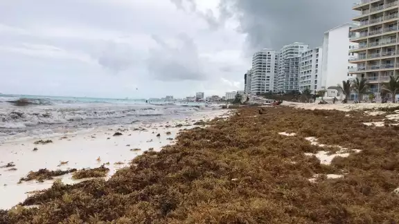 En Cozumel la acumulación de sargazo permanece en la zona hotelera, sitio donde hay 10 playas en color rojo por la macroalga En Cozumel la acumulación de sargazo permanece en la zona hotelera, sitio donde hay 10 playas en color rojo por la macroalga