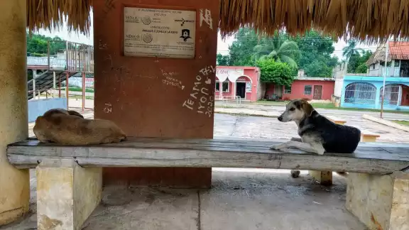 La sobrepoblación canina ha estado en aumento donde cada vez se puede observar más animales abandonados La sobrepoblación canina ha estado en aumento donde cada vez se puede observar más animales abandonados