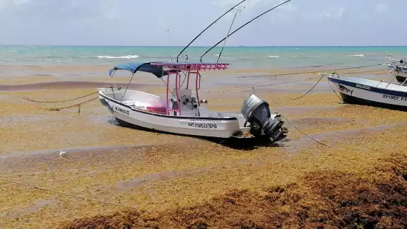 Una mancha de sargazo se ubica a 500 kilómetros de las costas de Quintana Roo, y arribará a la zona en un lapso de entre 10 y 15 días Una mancha de sargazo se ubica a 500 kilómetros de las costas de Quintana Roo, y arribará a la zona en un lapso de entre 10 y 15 días