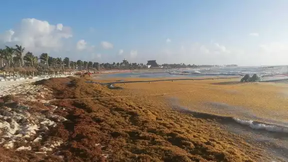 Playa El Recodo es una de las más afectadas por el recale masivo de sargazo en la Riviera Maya; lo mismo ocurrió en 2021 Playa El Recodo es una de las más afectadas por el recale masivo de sargazo en la Riviera Maya; lo mismo ocurrió en 2021
