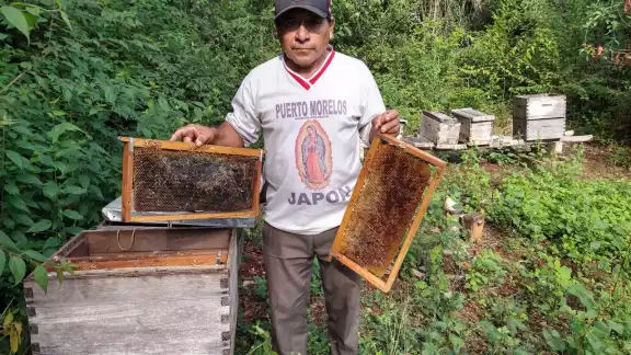 Demetrio Valle perdió la mitad de sus colonias de insectos Demetrio Valle perdió la mitad de sus colonias de insectos