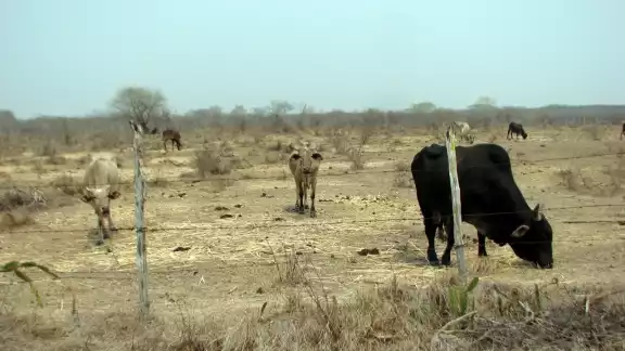 La Conagua reveló que la sequía es anormal por persistir un déficit de agua