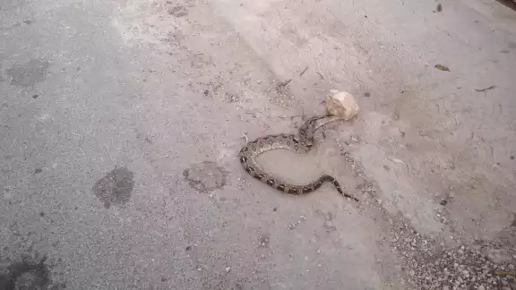 Una boa fue asesinada por vecinos de Chocholá cuando deambulaba cerca de sus viviendas Una boa fue asesinada por vecinos de Chocholá cuando deambulaba cerca de sus viviendas