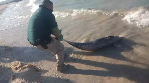 Biólogos marinos arribarán a Chelem y Chuburná para realizar las necropsias a los delfines muertos