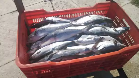 Los pescadores han vuelto a pescar sierra tras el mal tiempo, obteniendo buenas capturas