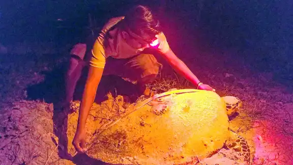Las especies carey, blanca y ocasionalmente lora participan en el ciclo de anidación Las especies carey, blanca y ocasionalmente lora participan en el ciclo de anidación