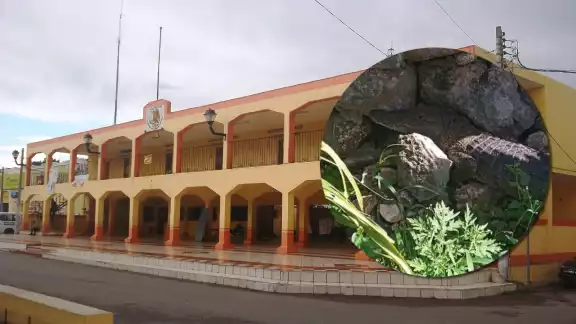 Varias serpientes han sido encontradas en calles de Hoctún