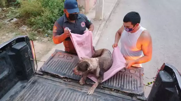El propietario del animal agradeció el rescate del can El propietario del animal agradeció el rescate del can