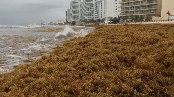 De marzo de 2021 a la fecha se han recolectado 15 mil 594 toneladas de macroalgas, en las 42 playas de Quintana Roo De marzo de 2021 a la fecha se han recolectado 15 mil 594 toneladas de macroalgas, en las 42 playas de Quintana Roo