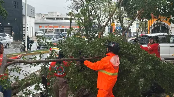 Árbol cae sobre farmacia en Campeche en medio de intensa torment