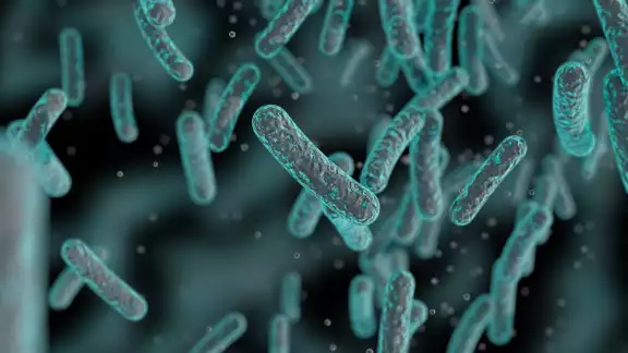 La ameba comecerebros causa problemas de salud antes de provocar la muerte La ameba comecerebros causa problemas de salud antes de provocar la muerte
