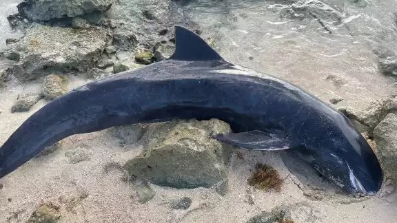 El biólogo afirmó que se trataba de una orca enana y hasta donde se pudo constatar, no tenía heridas o mordidas de algún animal marino