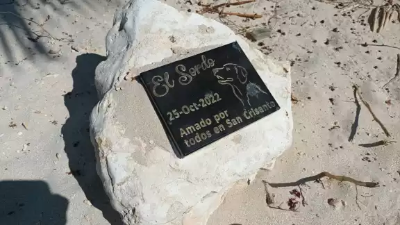 El canino, que padecía sordera, fue adoptado literalmente por la población y los visitantes de San Crisanto El canino, que padecía sordera, fue adoptado literalmente por la población y los visitantes de San Crisanto