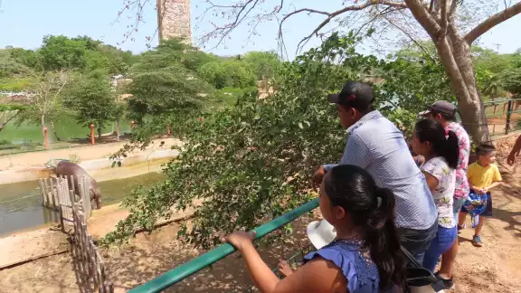 Animaya fue el zoológico con más visitas de Mérida