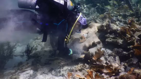 Oceana México indicó que las aguas negras contaminan las zonas arrecifales en Isla Contoy, por lo que buscan proteger la vida marina Oceana México indicó que las aguas negras contaminan las zonas arrecifales en Isla Contoy, por lo que buscan proteger la vida marina