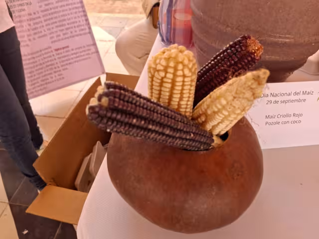 Empresas, instituciones y dependencias exhibieron maquinaria, drones, semillas y agroinsumos en la calle 20 y el Palacio Municipal para impulsar la innovación agrícola.