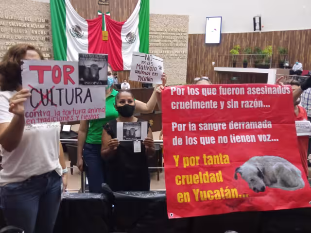 La iniciativa fue presentada por el diputado Marco Rodríguez Ruz del PRI y pide incluir a la corrida de toros y la pelea de gallos