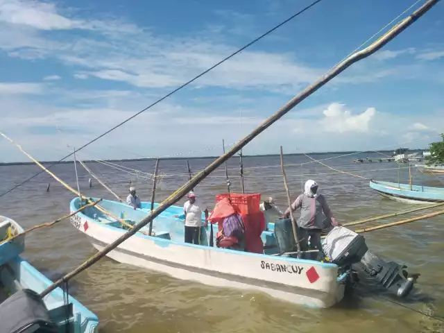 Pulpo escasea y pescadores de Sabancuy se preparan para capturar sierra

