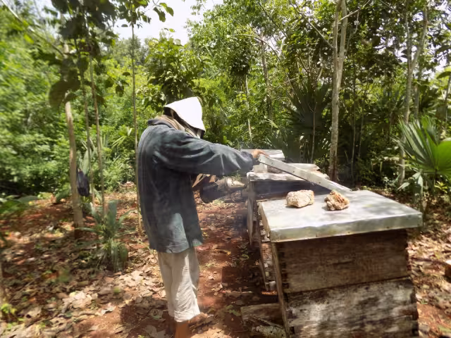La baja producción del dulce afecta a los productores yucatecos, quienes actualmente pasan un mal momento en su economía