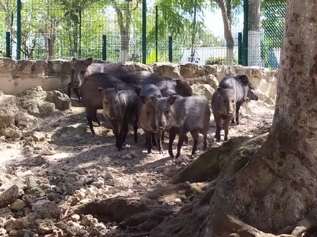 Elizabeth Sánchez señala que las autoridades muestran su desinterés de promover la educación ambiental.