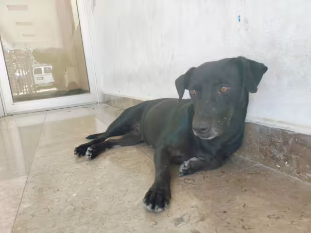 Rescatistas buscan un hogar seguro y responsable para ella.