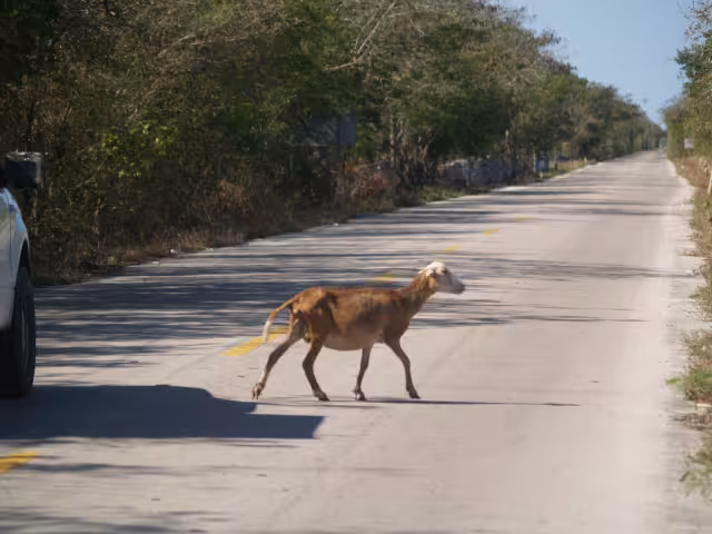 Ganaderos cercanos desconocen quién podría ser el dueño