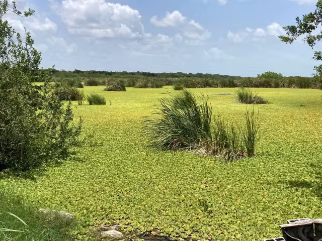 La lechuguilla de mar disminuyó con la sequía que registró el área Sur de Quintana Roo en 2020, pero al caerlas lluvias, se extendió más
