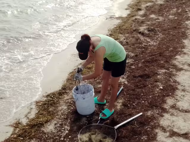 Vecinos de San Crisanto recolectaron varios peces para su consumo