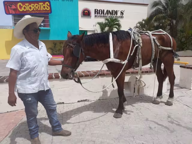 Personal que regula las calesas en Cozumel no acudió a la zona turística de la ciudad tras el accidente provocado por el caballo