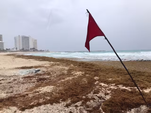 Usuarios en redes se burlan de las playas con sargazo en Quintana Roo

