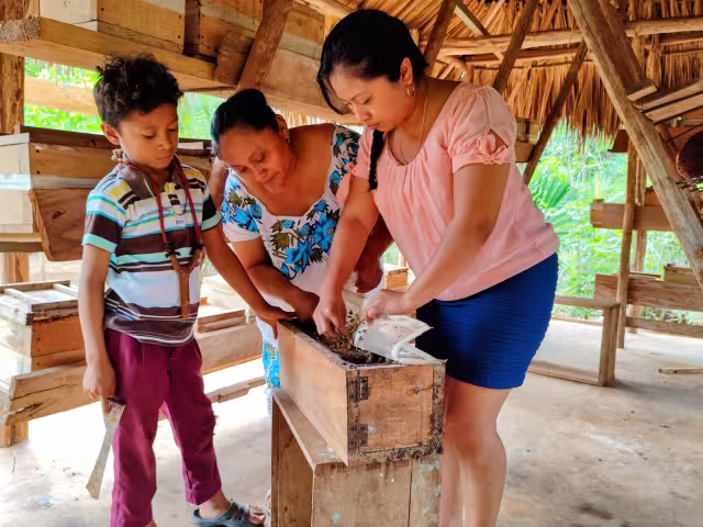 Estás abejas suelen producirse en jobones de madera