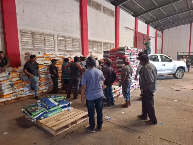 Entregan semilla subsidiada a más de 2 mil productores en Hecelchakán
