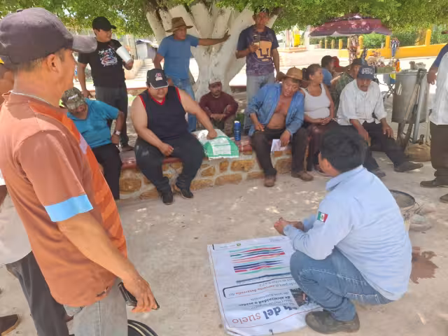 Productores de Tenabo probarán maíz criollo mejorado que promete hasta 4 toneladas por hectárea
