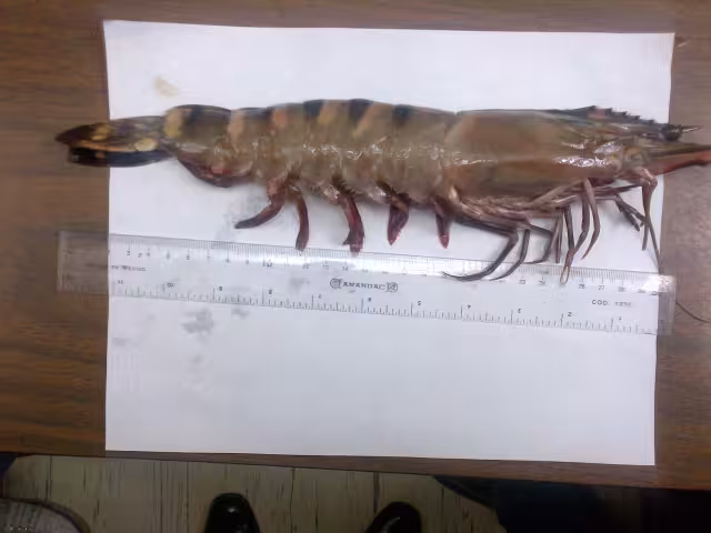 Detectan camarón tigre, especie considerada invasora, en la Sonda de Campeche.