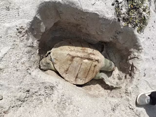 Ambientalistas alertan baja presencia de nidos en playas de Campeche.