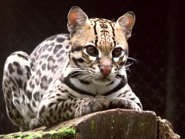El Ocelote lega a medir de 70 a 90 centímetros, contando cabeza y cuerpo, además de llegar a pesar 11 kilogramos

