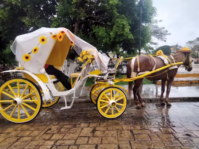 Los caballos son atenidos por veterinarios, pero no indicaron cada cuanto